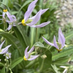 Mary Jane Falls - Beautiful wildflowers