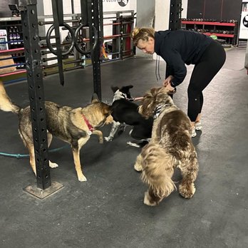 Bear Republic Crossfit - Dogs! - Interval Training Gyms Near Me - San Diego, California Bear Republic Crossfit - Dogs! - Interval Training Gyms Near Me - San Diego, California