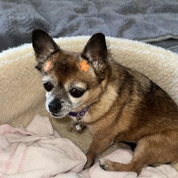 Pacific Pet Grooming - Pet Groomers Near Me Pacific Pet Grooming - Pet Groomers Near Me