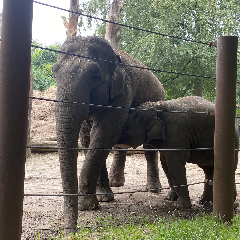 DierenPark Amersfoort - Olifanten - Zoos Near Me - Amersfoort, Utah