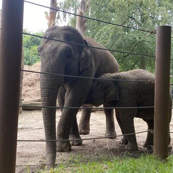 DierenPark Amersfoort - Olifanten - Zoos Near Me - Amersfoort, Utah