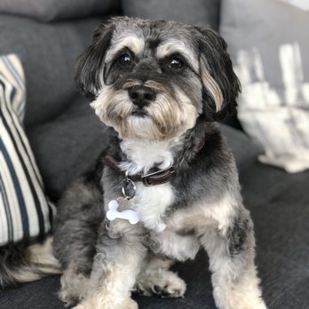 Pampered Paws - Pet Groomers Near Me - Carmichael, California Pampered Paws - Pet Groomers Near Me - Carmichael, California
