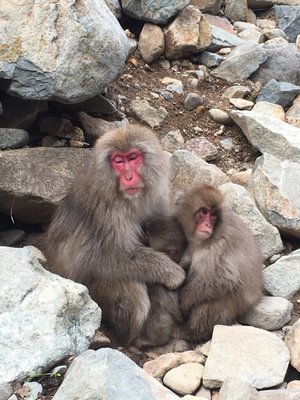 Jigokudani Yaen-Koen by null