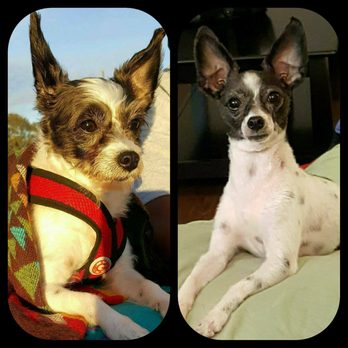 Canine Clips Dog Grooming - Syerra's before and after!!! - Pet Groomers Near Me - El Cajon, California