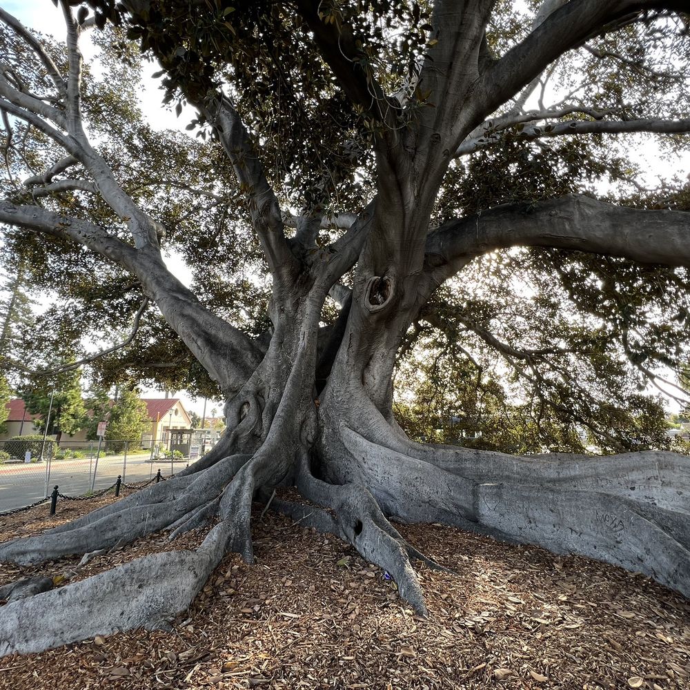 Magnificent fig tree! Magnificent fig tree!