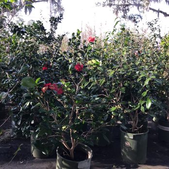Pat's Nursery - Nurseries & Gardening Near Me - Fleming Island, Florida Pat's Nursery - Nurseries & Gardening Near Me - Fleming Island, Florida