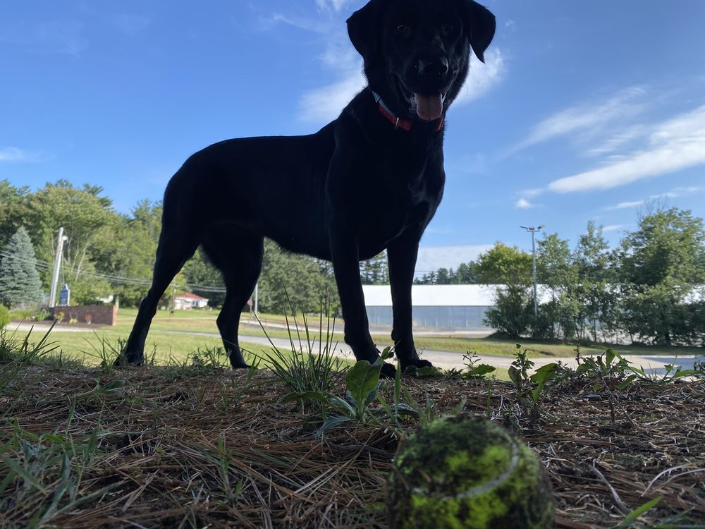 MURRAYVILLE KENNELS 14 Photos 73 Shaker Rd, Concord, New Hampshire