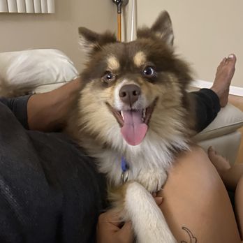 Happiness Grooming - Pomsky grooming × deep shed - Pet Groomers Near Me - Van Nuys, California Happiness Grooming - Pomsky grooming × deep shed - Pet Groomers Near Me - Van Nuys, California