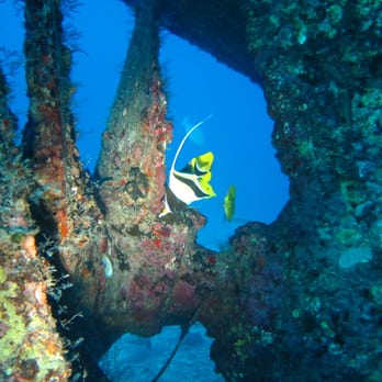 Kaimana Divers - Lovely reef fish on a wreck in Honolulu - Scuba Diving Near Me - Honolulu, Hawaii Kaimana Divers - Lovely reef fish on a wreck in Honolulu - Scuba Diving Near Me - Honolulu, Hawaii