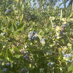 3 Birds Berry Farm - Blueberries!!!