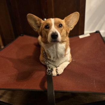 ACE K9 Training - Pet Training Near Me
