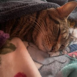 My cat My cat