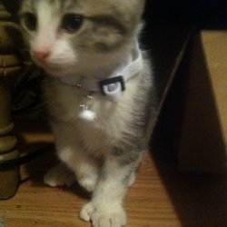 Wood County Humane Society
