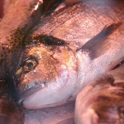 Fischfeinkost Hazar auf dem Wochenmarkt