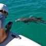 Photo of Dolphin Safari Charters