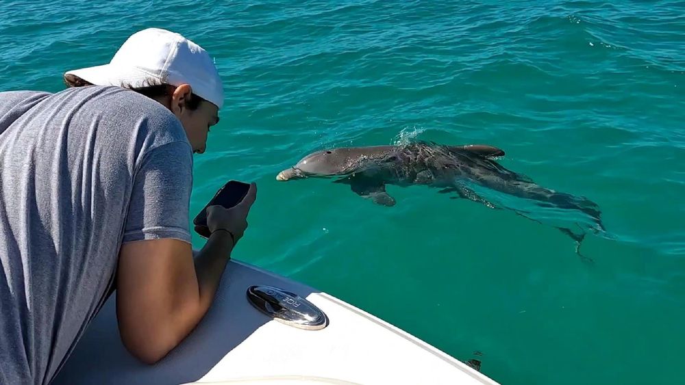 Dolphin Safari Charters