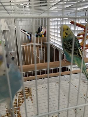 Birds & More by null