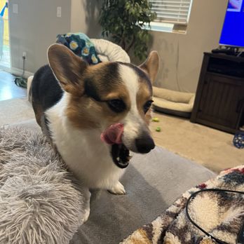 PETS Hospital - healthy dog thanks to PETS! - Emergency Pet Hospital Near Me - Orcutt, California PETS Hospital - healthy dog thanks to PETS! - Emergency Pet Hospital Near Me - Orcutt, California