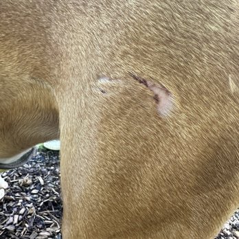 Canine to Five - bite marks - Pet Groomers Near Me - Detroit, Michigan Canine to Five - bite marks - Pet Groomers Near Me - Detroit, Michigan
