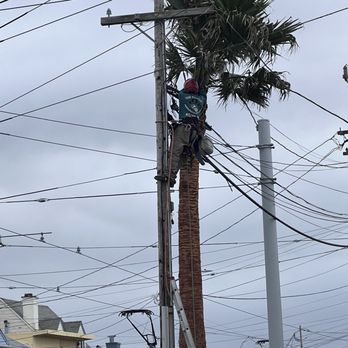 The Dog Professional Tree Service - This is tree #2 ALMOST DONE - Tree Services Near Me The Dog Professional Tree Service - This is tree #2 ALMOST DONE - Tree Services Near Me