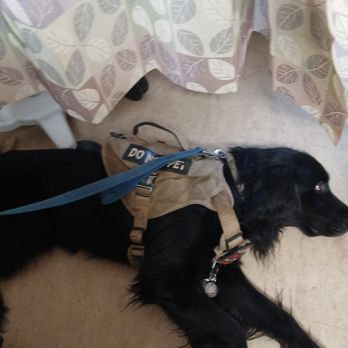 DoggFa k9 - Pet Training Near Me - Callaway, Florida DoggFa k9 - Pet Training Near Me - Callaway, Florida