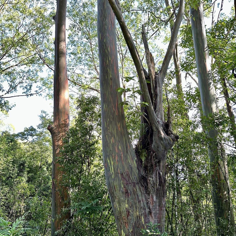 Valley Isle Excursions - Rainbow Eucalyptus trees - Historical Tours Near Me - Wailuku, Hawaii