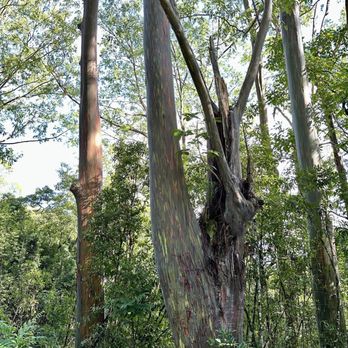 Valley Isle Excursions - Rainbow Eucalyptus trees - Historical Tours Near Me - Wailuku, Hawaii Valley Isle Excursions - Rainbow Eucalyptus trees - Historical Tours Near Me - Wailuku, Hawaii