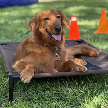DePaul K9 Academy - Place work. Great for relaxing your dog and good for impulse control. - Pet Training Near Me