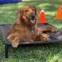 Photo of DePaul K9 Academy