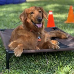 DePaul K9 Academy - Place work. Great for relaxing your dog and good for impulse control.