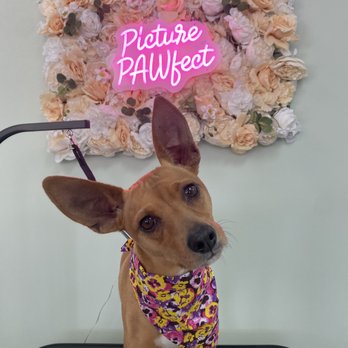 Picture PAWfect - Pet Groomers Near Me - Staten Island, New York Picture PAWfect - Pet Groomers Near Me - Staten Island, New York