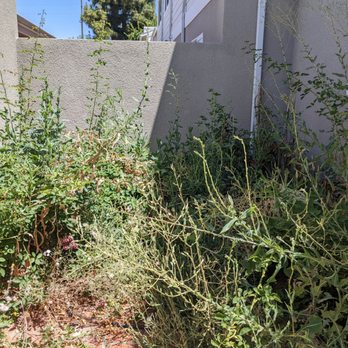 Gardening Service - Tree Services Near Me
