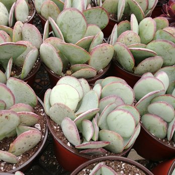 Amalia's Succulents - Nurseries & Gardening Near Me - Vista, California