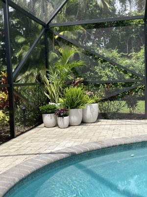 Poolside Planters - Our customer wanted to enliven their pool and patio with bright, beautiful plants that continue blooming throughout the year and require low maintenance. Happy Trees designed and installed several planters for this space and we maintain them on a monthly basis to keep them healthy and happy. Poolside Planters - Our customer wanted to enliven their pool and patio with bright, beautiful plants that continue blooming throughout the year and require low maintenance. Happy Trees designed and installed several planters for this space and we maintain them on a monthly basis to keep them healthy and happy.