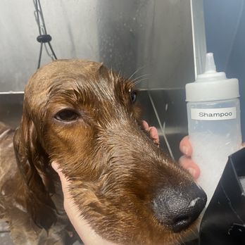 The Wash Dog - Our pooch was a champ at The Wash Dog! - Pet Groomers Near Me - Seattle, Washington The Wash Dog - Our pooch was a champ at The Wash Dog! - Pet Groomers Near Me - Seattle, Washington
