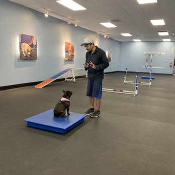 Zoom Room Dog Training - In the zone with Blaine:) - Pet Training Near Me - Huntington Beach, California Zoom Room Dog Training - In the zone with Blaine:) - Pet Training Near Me - Huntington Beach, California