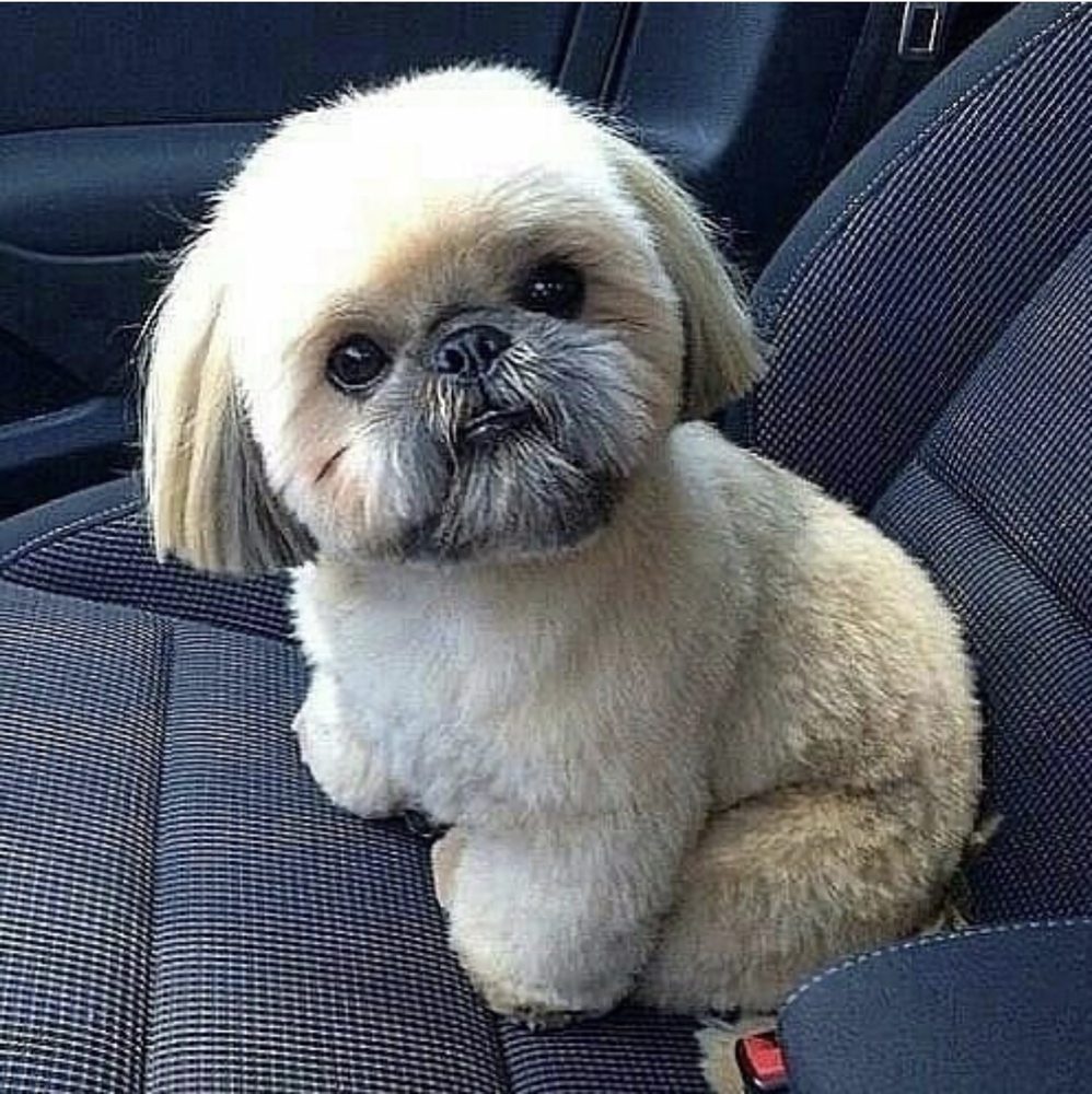 teddy bear pekingese
