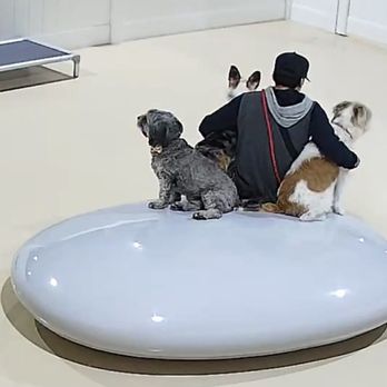 Dog Den - Pet Boarding Near Me - Anaheim, California