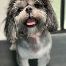 Classy Canines Pet Resort - Fix my doggy face hair please!