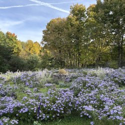 Sugar Loaf Mountain Herbs - The labyrinth of asters and lavender.