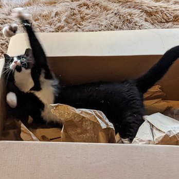 Seattle Meowtropolitan - s t r e t c h  cat - Themed Cafes Near Me - Seattle, Washington