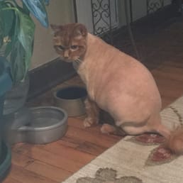 Somethings missing from this lion cut! Somethings missing from this lion cut!