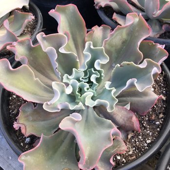 Ortega Nursery - Nurseries & Gardening Near Me - Watsonville, California Ortega Nursery - Nurseries & Gardening Near Me - Watsonville, California