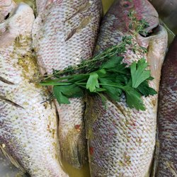 Dada's Kitchen Taste Of The Caribbean - fish red snapper