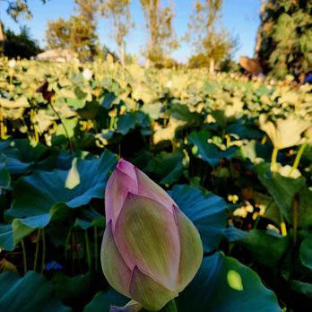 Lotus Pond - Public Markets Near Me - Sanger, California