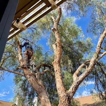 EG Tree Service - During trim of CA Pepper Tree - Tree Services Near Me EG Tree Service - During trim of CA Pepper Tree - Tree Services Near Me
