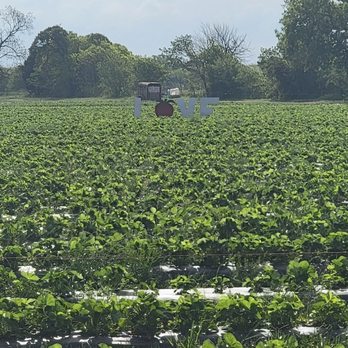 Pecan Creek Strawberry Farm - Strawberry fields - Pick Your Own Farms Near Me - Pilot Point, Texas Pecan Creek Strawberry Farm - Strawberry fields - Pick Your Own Farms Near Me - Pilot Point, Texas