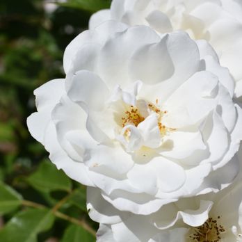 Filoli - White rose - Botanical Gardens Near Me - Woodside, California Filoli - White rose - Botanical Gardens Near Me - Woodside, California