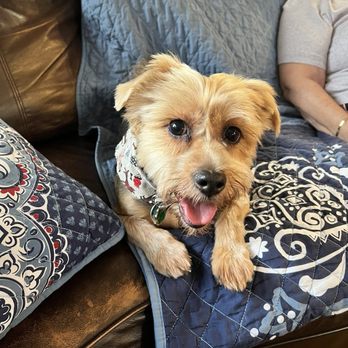 Poochouse Pet Grooming - Marley Leo - Pet Groomers Near Me Poochouse Pet Grooming - Marley Leo - Pet Groomers Near Me