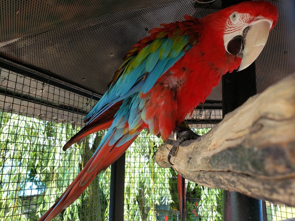 ASHVILLE EXOTICS BIRDS AND REPTILES Updated June 2024 20 Photos